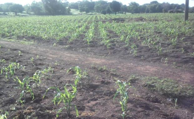 Nandom Farmers Increase Yields By 35%